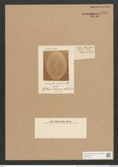 Orthoneis clevei Grun. (de-Toni-Nr.: Genus 41, Species 1914) Zeichnungen Sammlung Grunow Nr. 3799 (NHMW-BOT-W0371476)